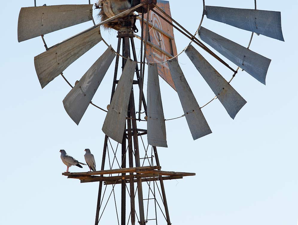Pale Chanting Goshawk pair on windmill stand